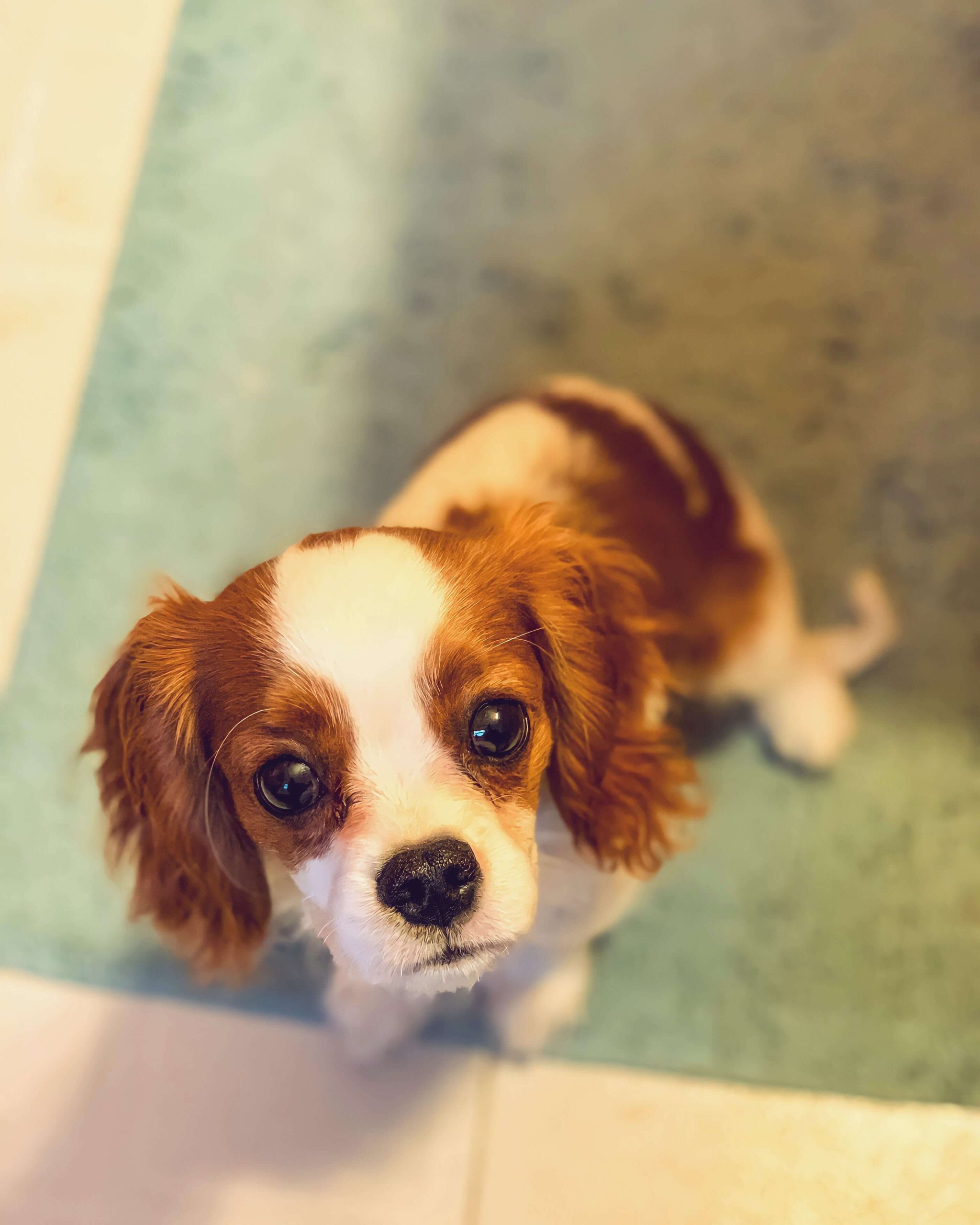 Cavalier King Charles španijel