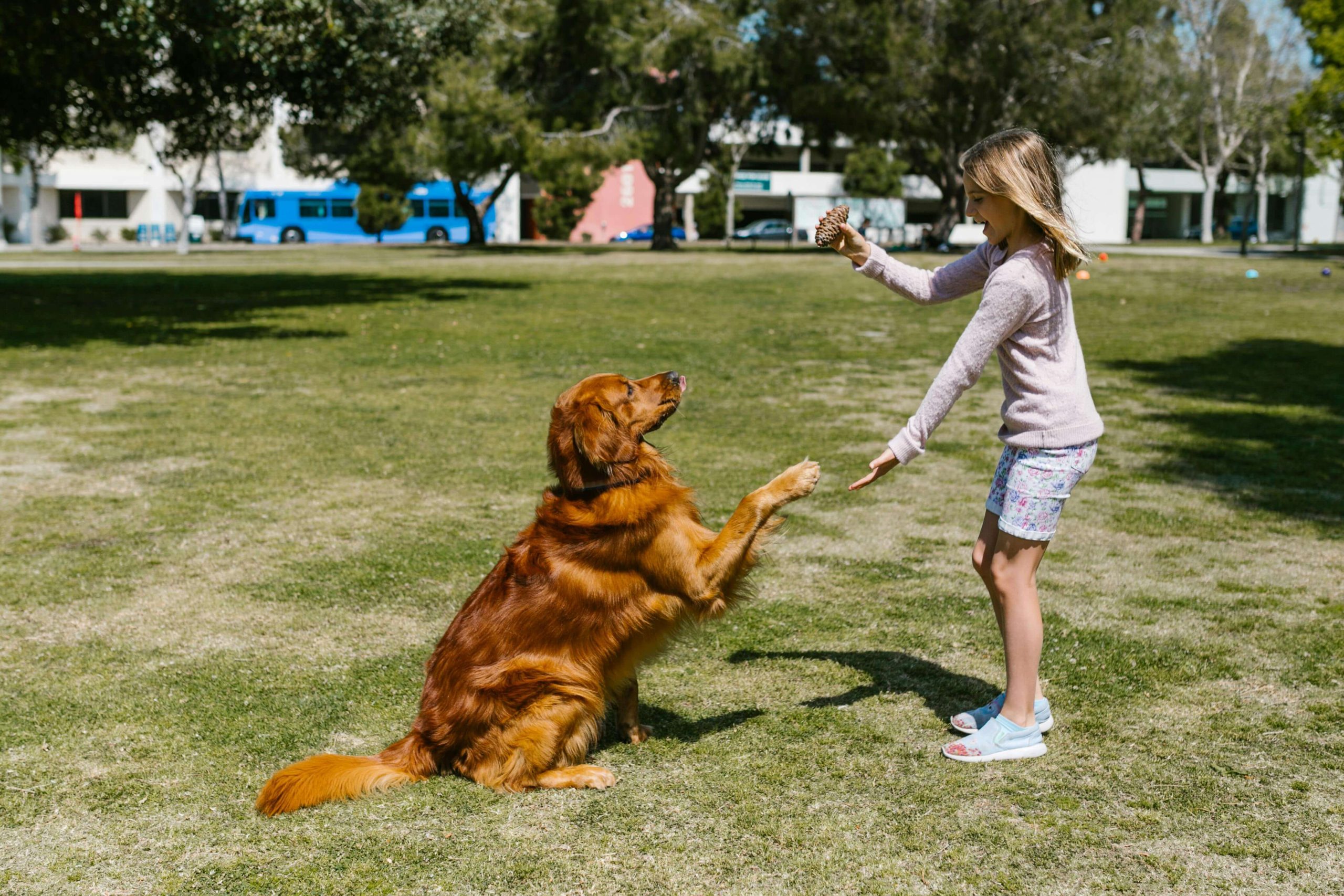 retriever