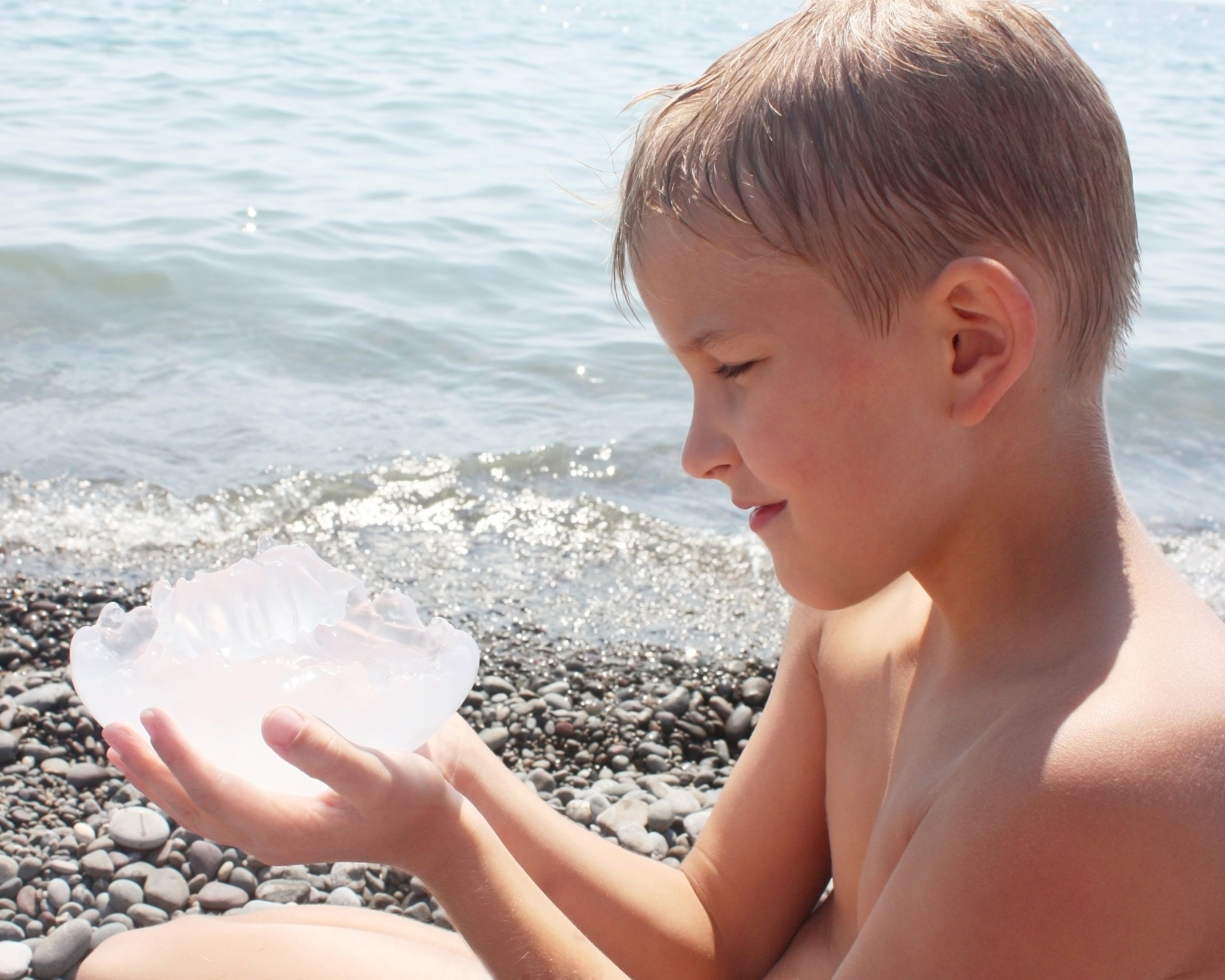 meduza na plaži