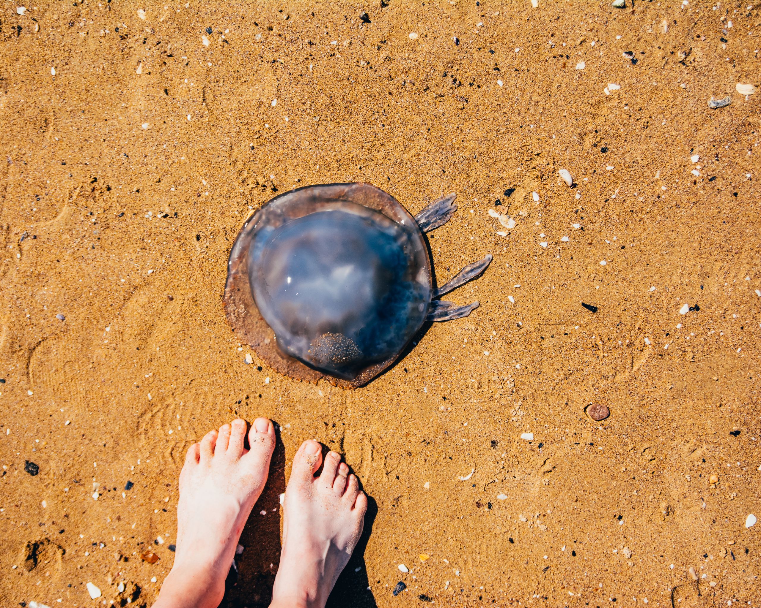 meduza na plaži